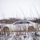 Illustration for article titled Bask In All These Lovely Photos I Got Of The 2017 Cadillac CT6